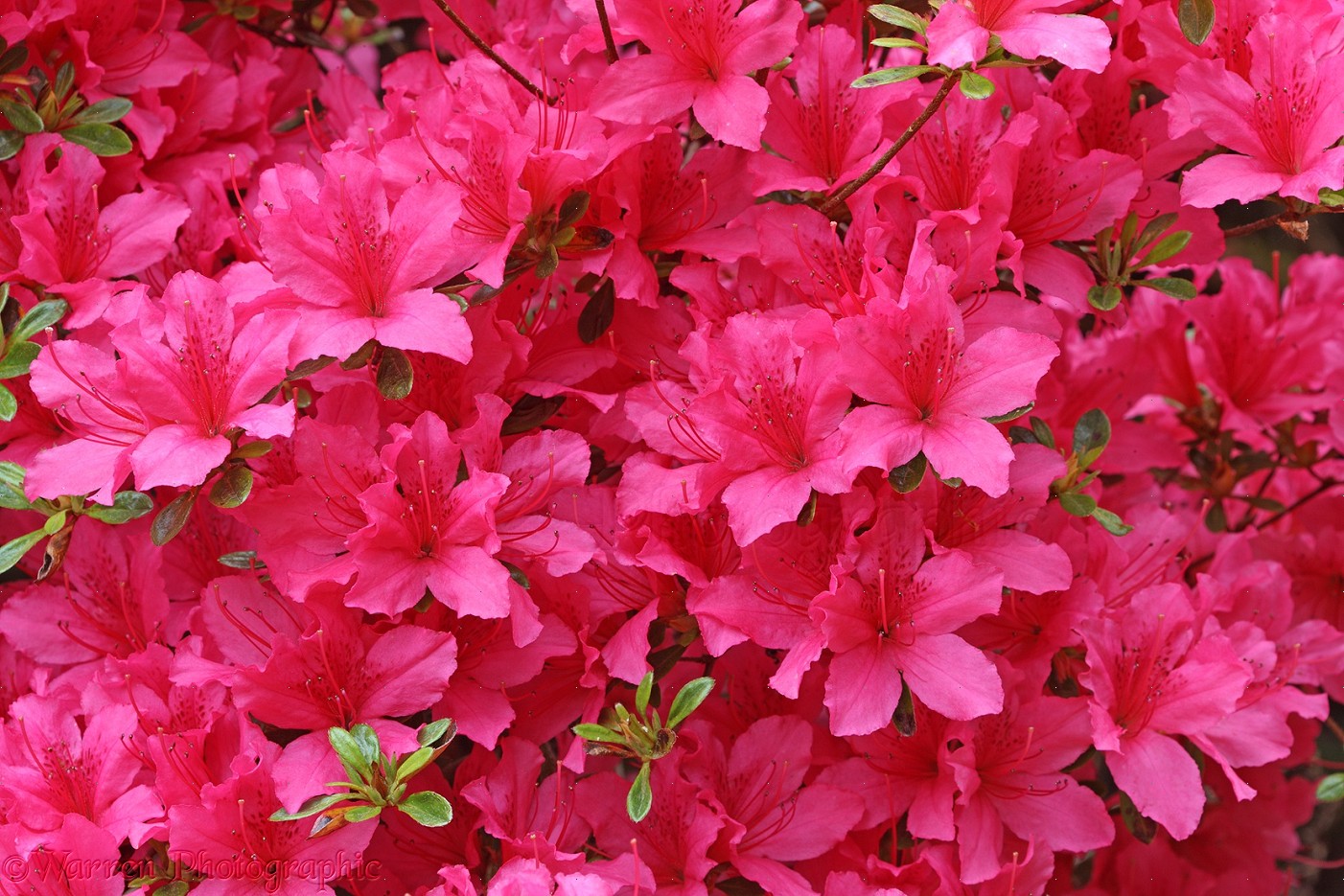 AGIUS Flower Party
